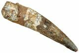 Fossil Spinosaurus Tooth - Huge Dinosaur Tooth #254846-1